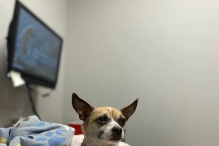 Wheat Ridge Animal Hospital