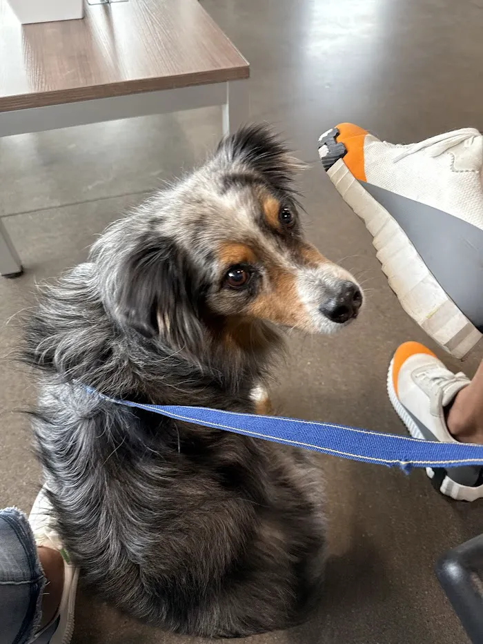 Wheat Ridge Animal Hospital 12