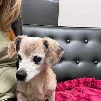 Veterinary Emergency Group ico