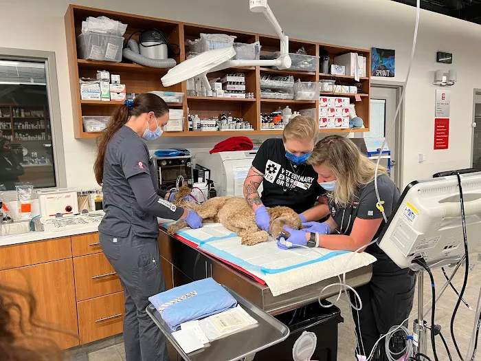 Veterinary Emergency Group 3