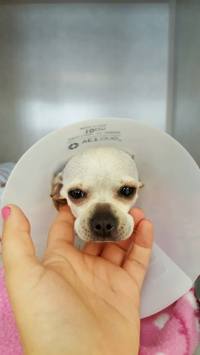 BluePearl Pet Hospital 8