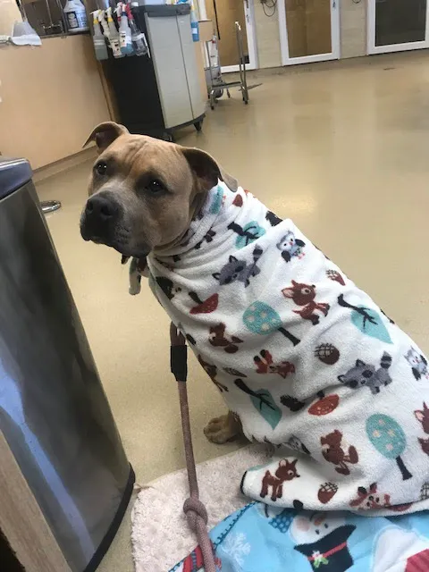 BluePearl Pet Hospital 4
