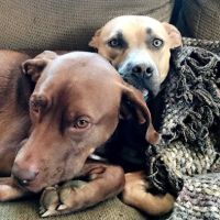 BluePearl Pet Hospital ico