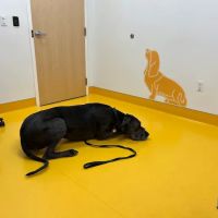 University of Florida Veterinary Hospital ico