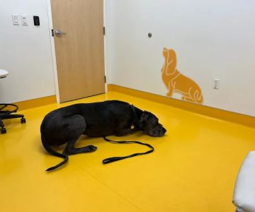 University of Florida Veterinary Hospital