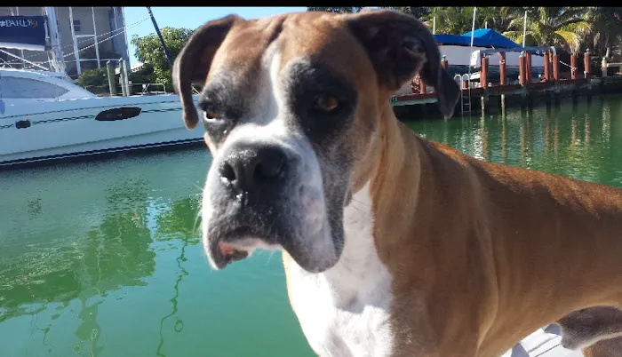 Island Animal Hospital 2
