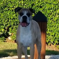 Island Animal Hospital ico