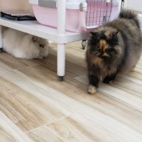 Medicat Feline Hospital ico