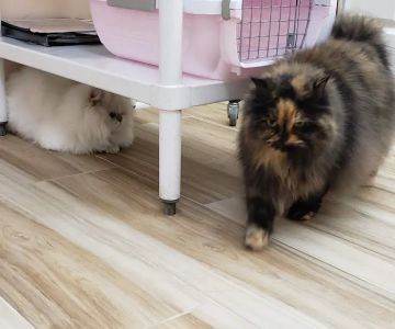 Medicat Feline Hospital