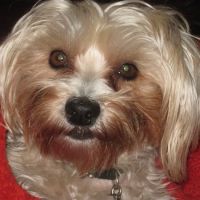 Paws@Vet Animal Clinic ico