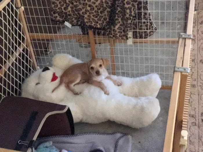 Paws@Vet Animal Clinic 12