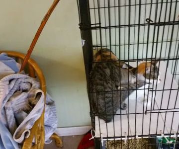 Our Hope Center Animal Clinic