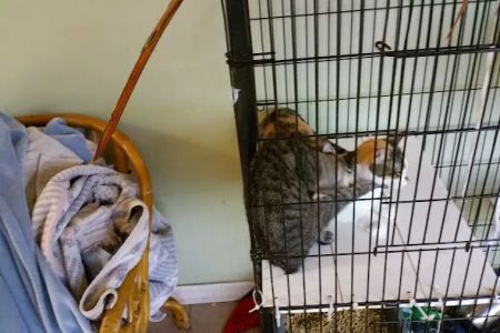 Our Hope Center Animal Clinic