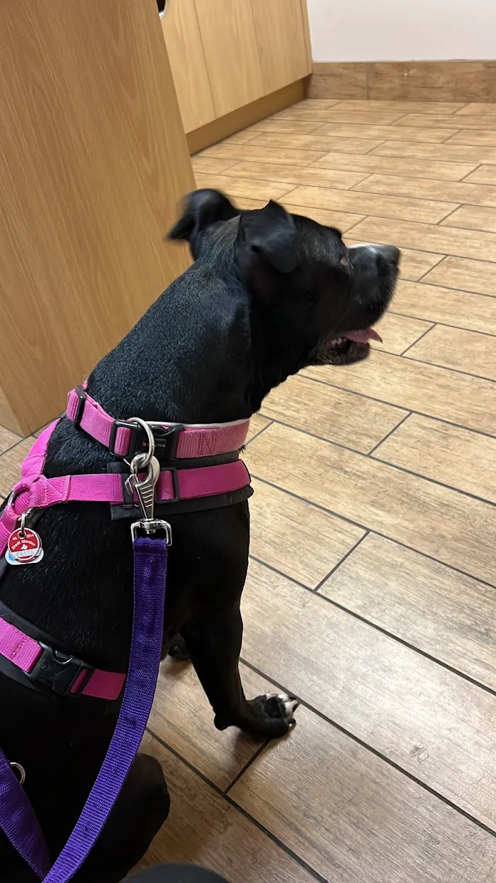Santa Barbara Animal Hospital 12