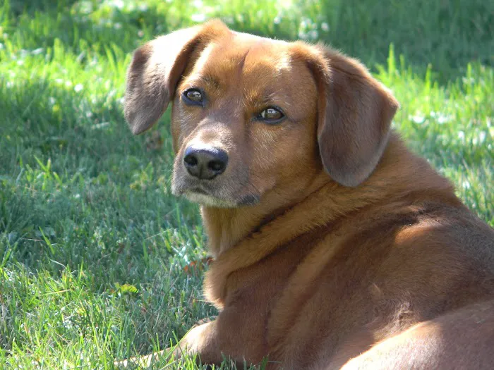 Santa Barbara Animal Hospital 12