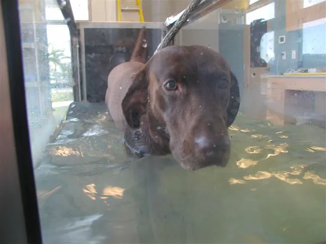 Santa Barbara Animal Hospital 12