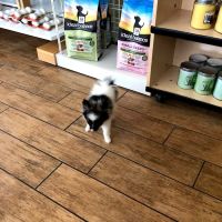 Santa Barbara Animal Hospital ico