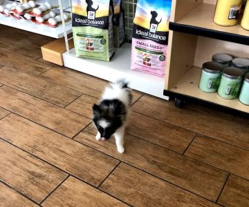 Santa Barbara Animal Hospital