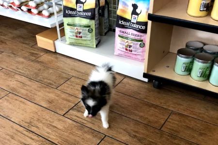 Santa Barbara Animal Hospital