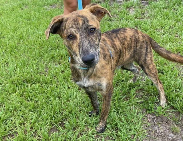 Cape Coral Animal Shelter & Veterinary Clinic 12