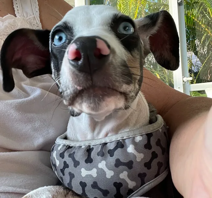 Cape Coral Animal Shelter & Veterinary Clinic 12