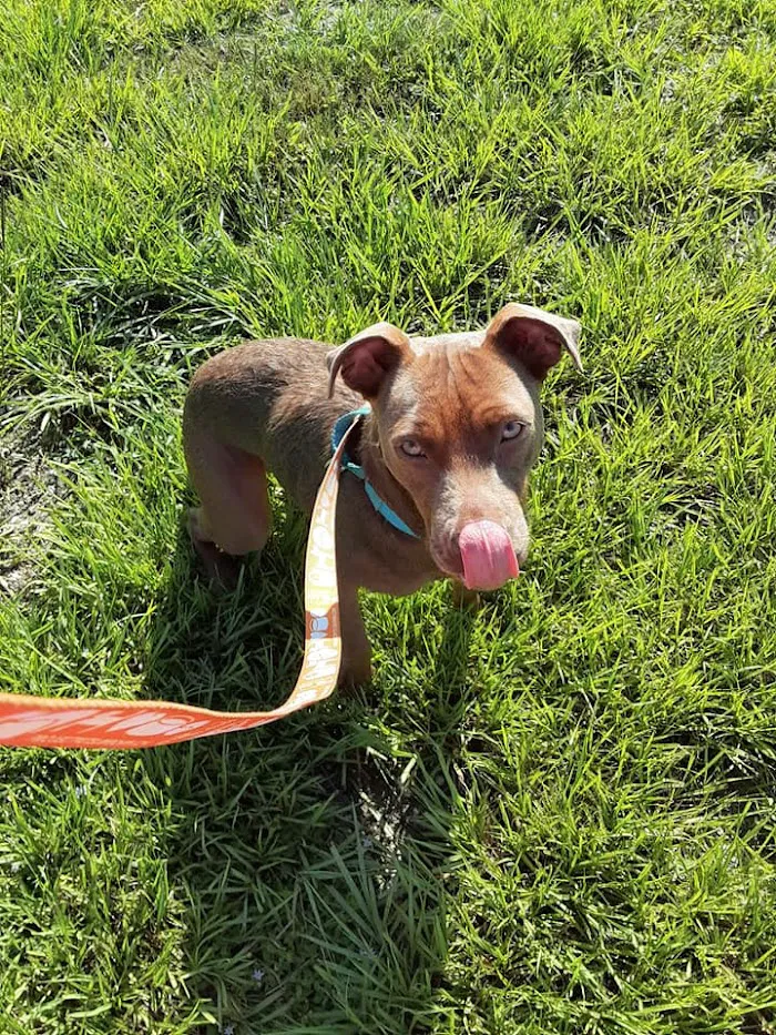 Cape Coral Animal Shelter & Veterinary Clinic 12