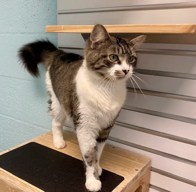 Cape Coral Animal Shelter & Veterinary Clinic 12