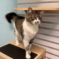 Cape Coral Animal Shelter & Veterinary Clinic ico