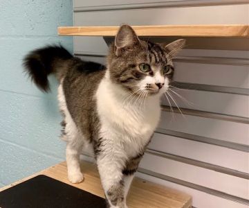 Cape Coral Animal Shelter & Veterinary Clinic