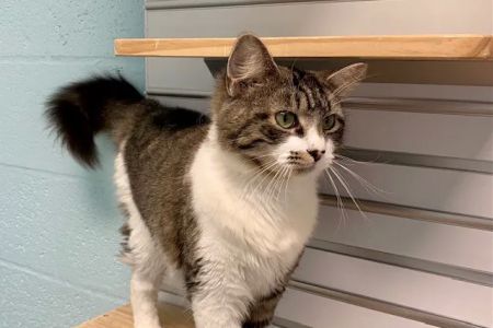 Cape Coral Animal Shelter & Veterinary Clinic