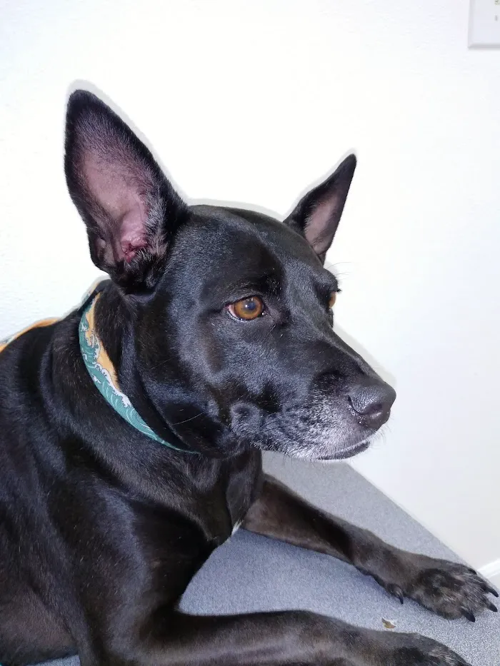 VCA Chiquita Animal Hospital 12