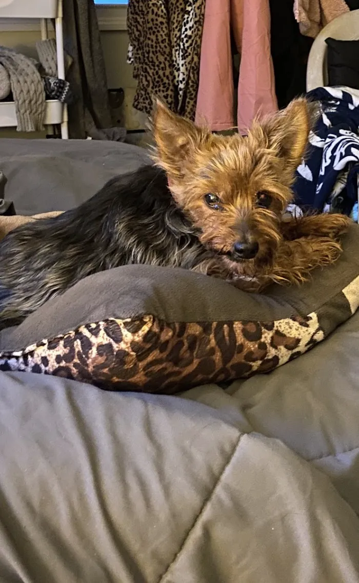 Kindness Animal Hospital (West), A Thrive Pet Healthcare Partner 5