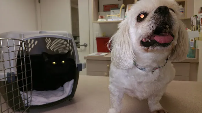 Kindness Animal Hospital (West), A Thrive Pet Healthcare Partner 2