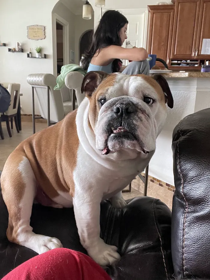 Kindness Animal Hospital (West), A Thrive Pet Healthcare Partner 9