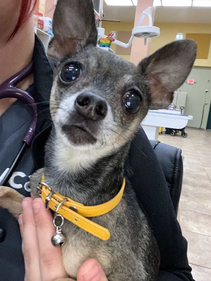 Cape Coral Pet Vet 12