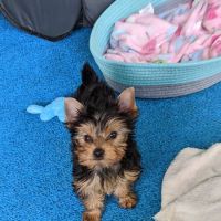 Cape Coral Pet Vet ico