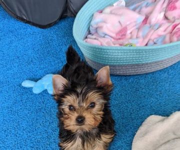 Cape Coral Pet Vet