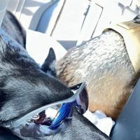 Morgan Veterinary Practice ico