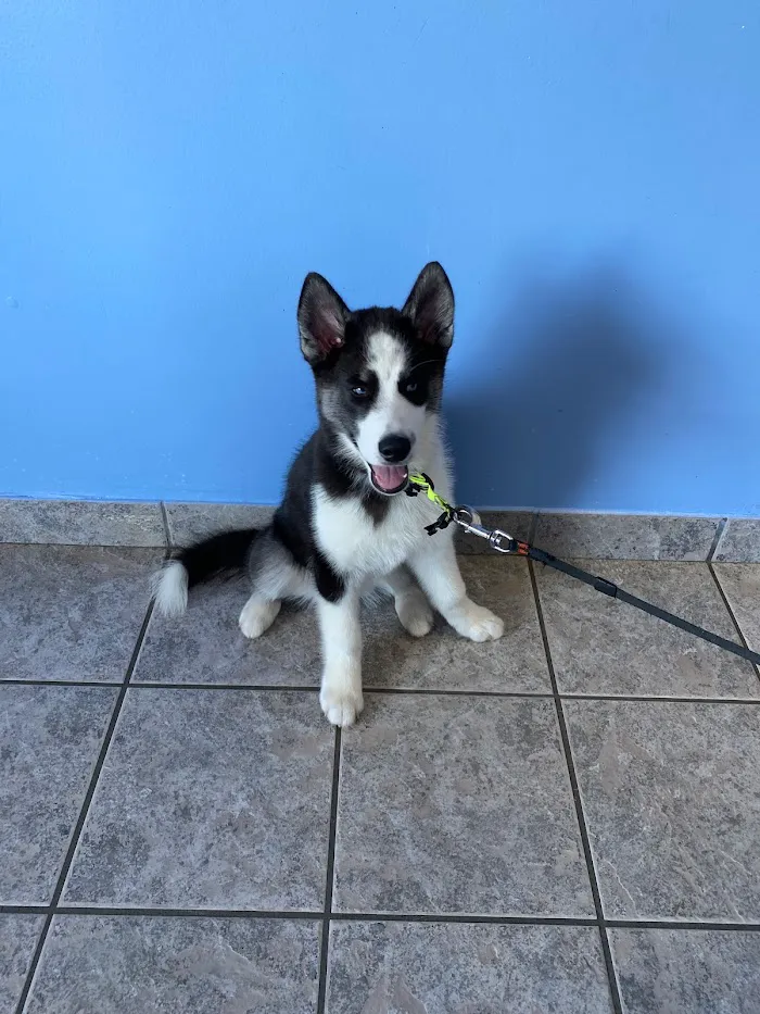 Homestead Veterinary Medical Center 5