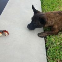 Edison Park Animal Hospital ico
