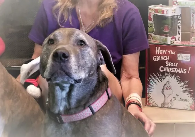 Lighthouse Pet Clinic 12