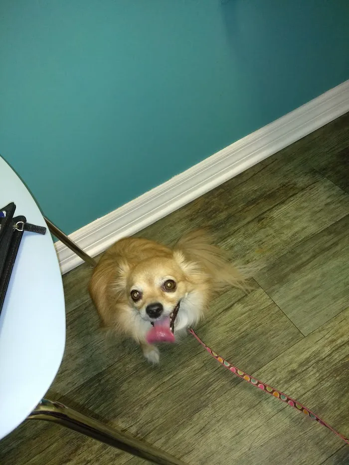 Lighthouse Pet Clinic 12