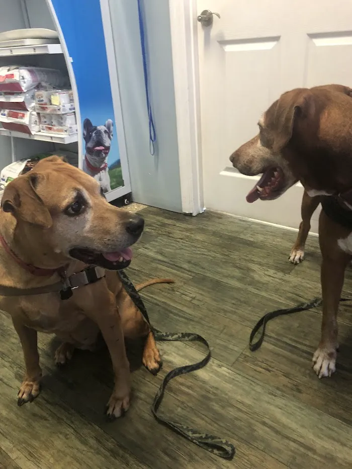Lighthouse Pet Clinic 12