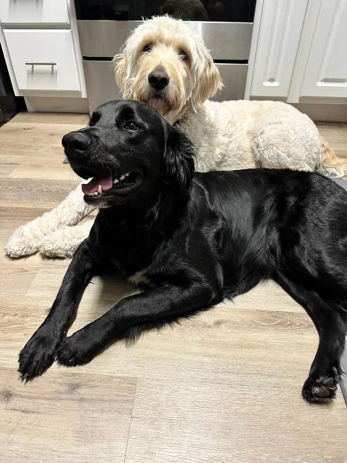 Lighthouse Pet Clinic 12