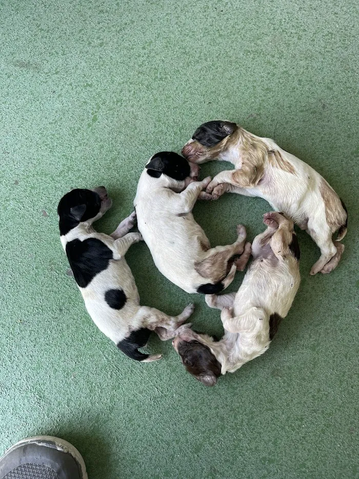 West Gate Animal Clinic 12