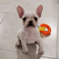 West Gate Animal Clinic ico