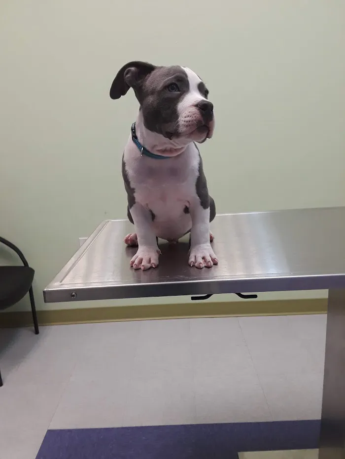 West Gate Animal Clinic 12