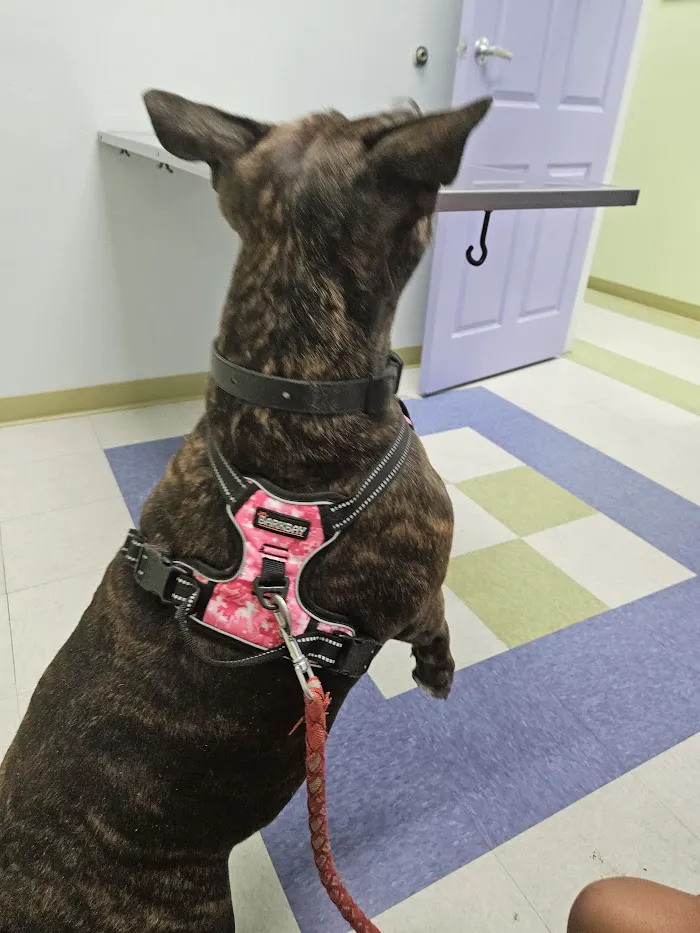 West Gate Animal Clinic 12