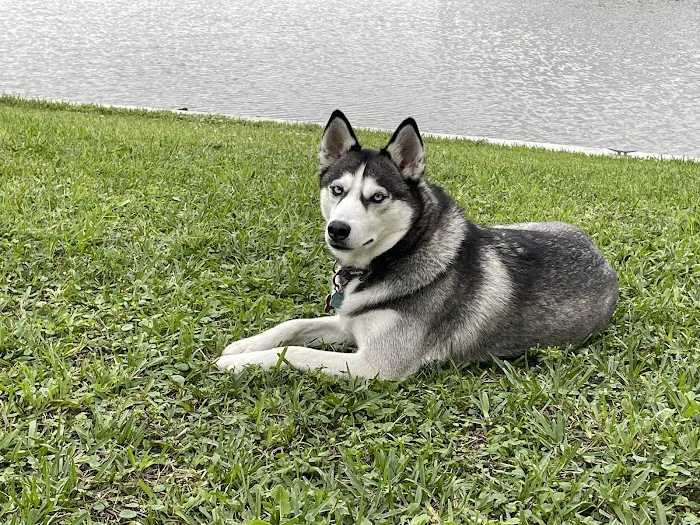 Islandside Veterinary Care and Surgical Center 12