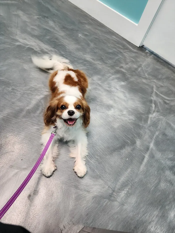 Islandside Veterinary Care and Surgical Center 12